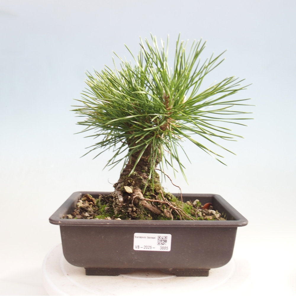 Kültéri bonsai - Pinus thunbergii - Thunberg fenyő
