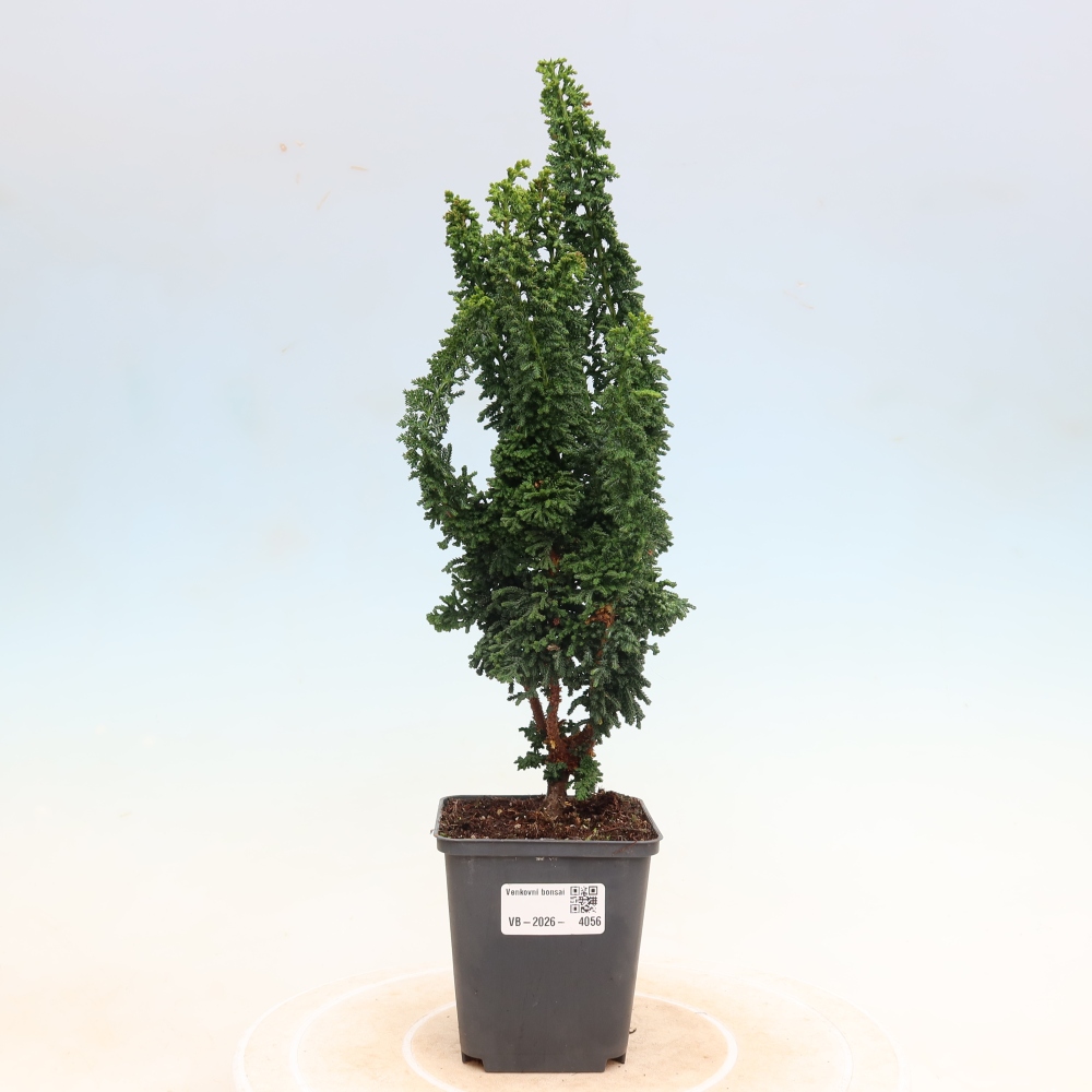 Kültéri bonsai - Cham. obtusa SEKKA HINOKI - Cifra ciprus