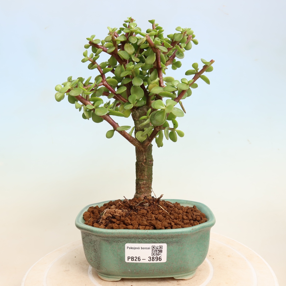 Szoba bonsai - Portulakaria Afra - Tlustice