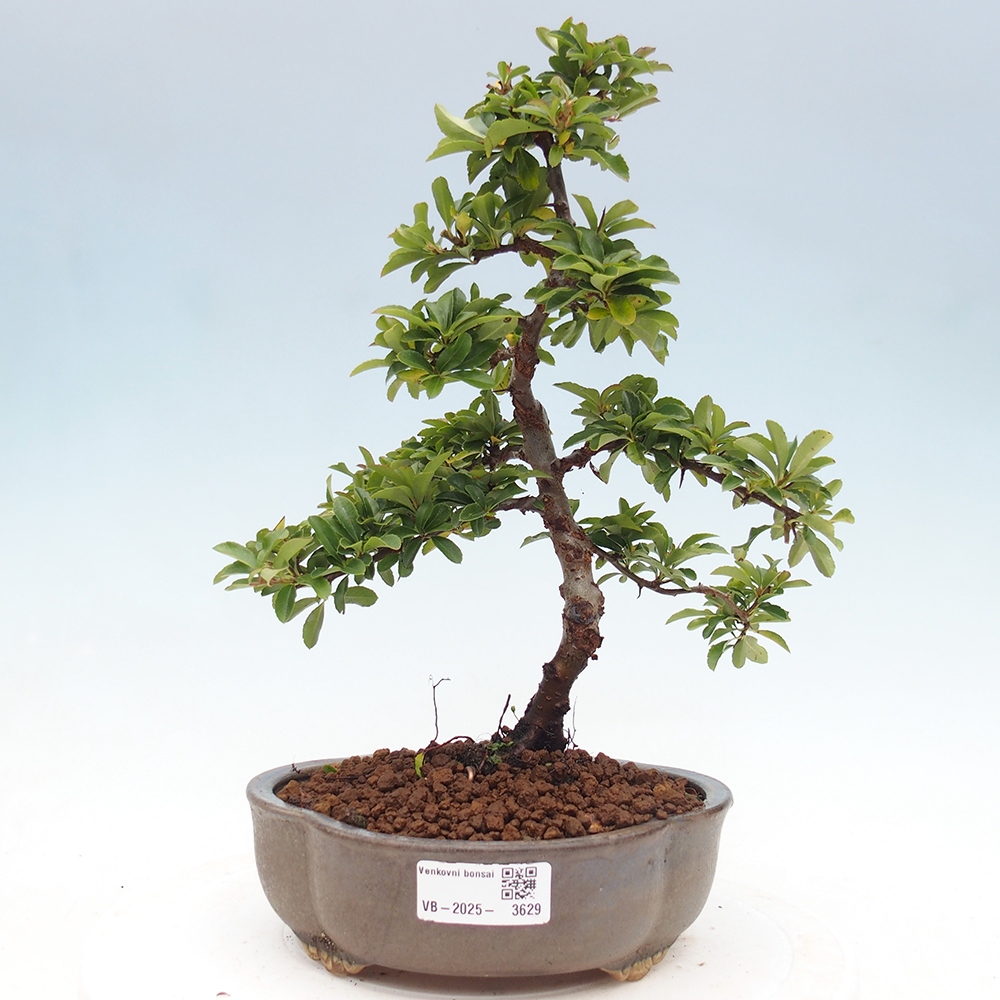 Kültéri bonsai-Pyracantha Teton - Hlox