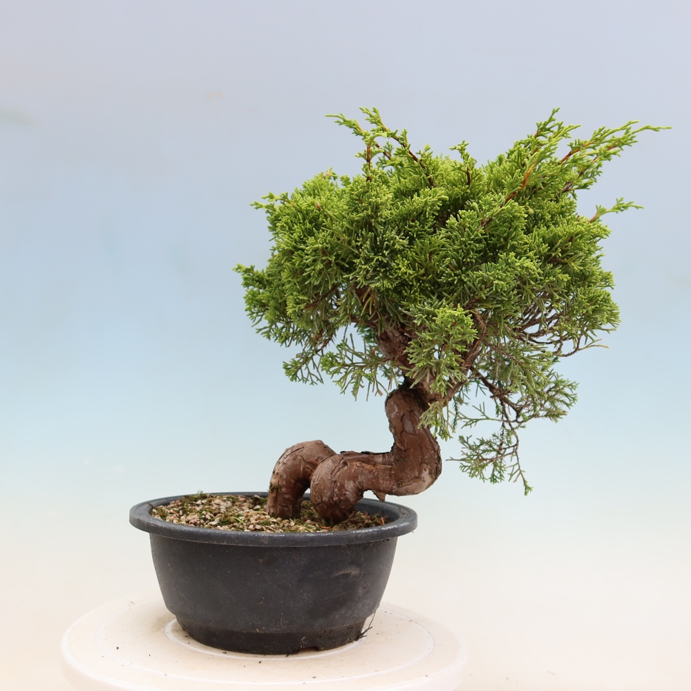 Kültéri bonsai - Juniperus chinensis Itoigawa-Juniperus chinensis