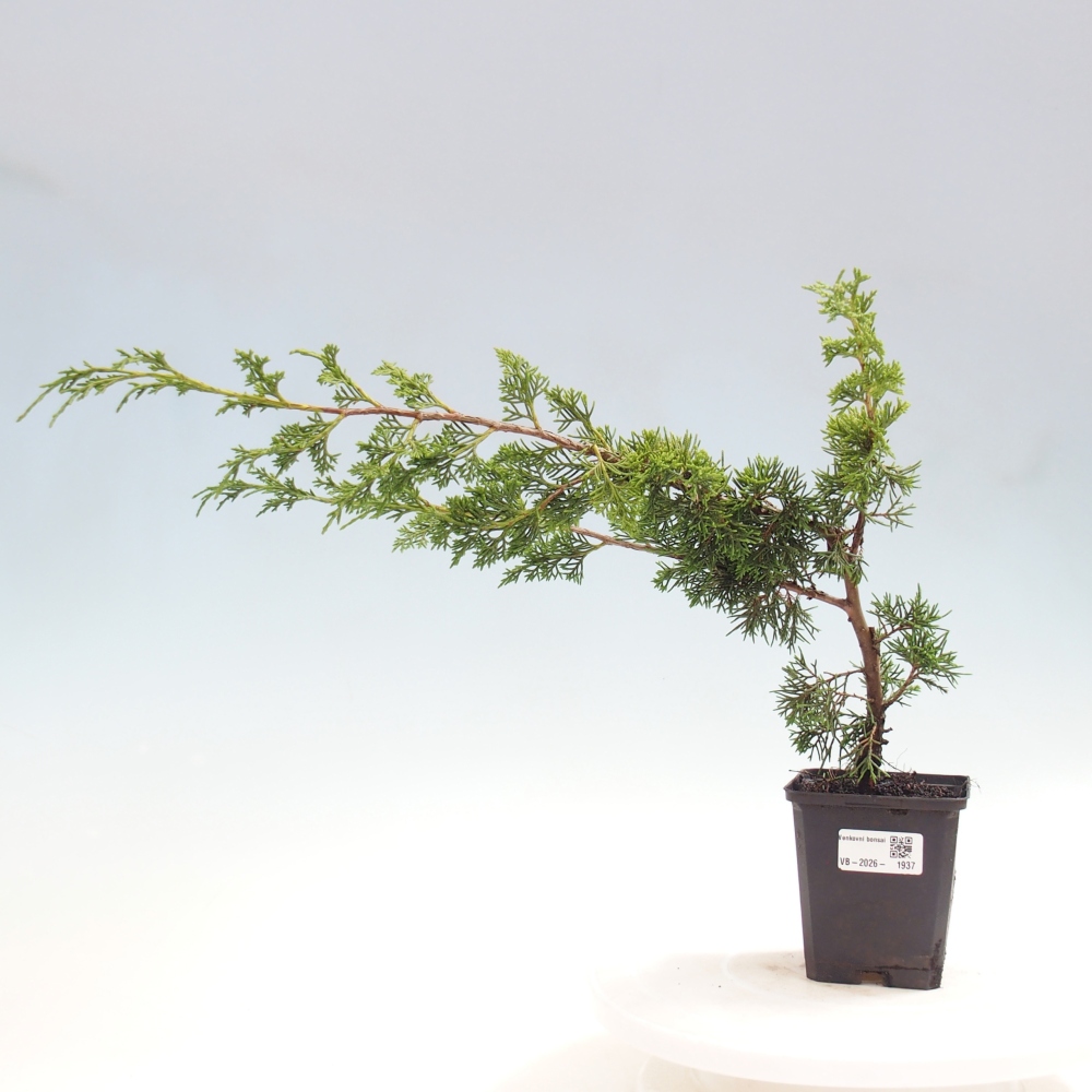 Kültéri bonsai - Juniperus chinensis Itoigawa