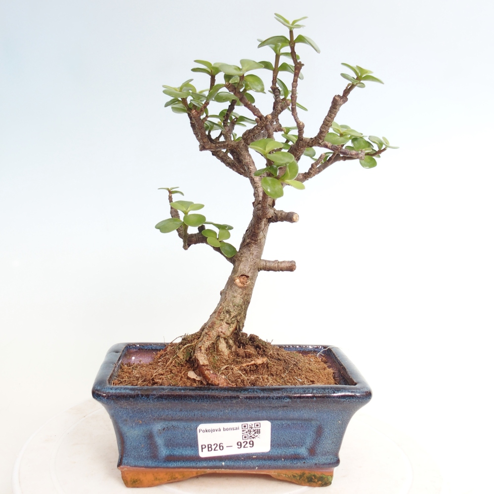Szoba bonsai - Portulakaria Afra - Tlustice
