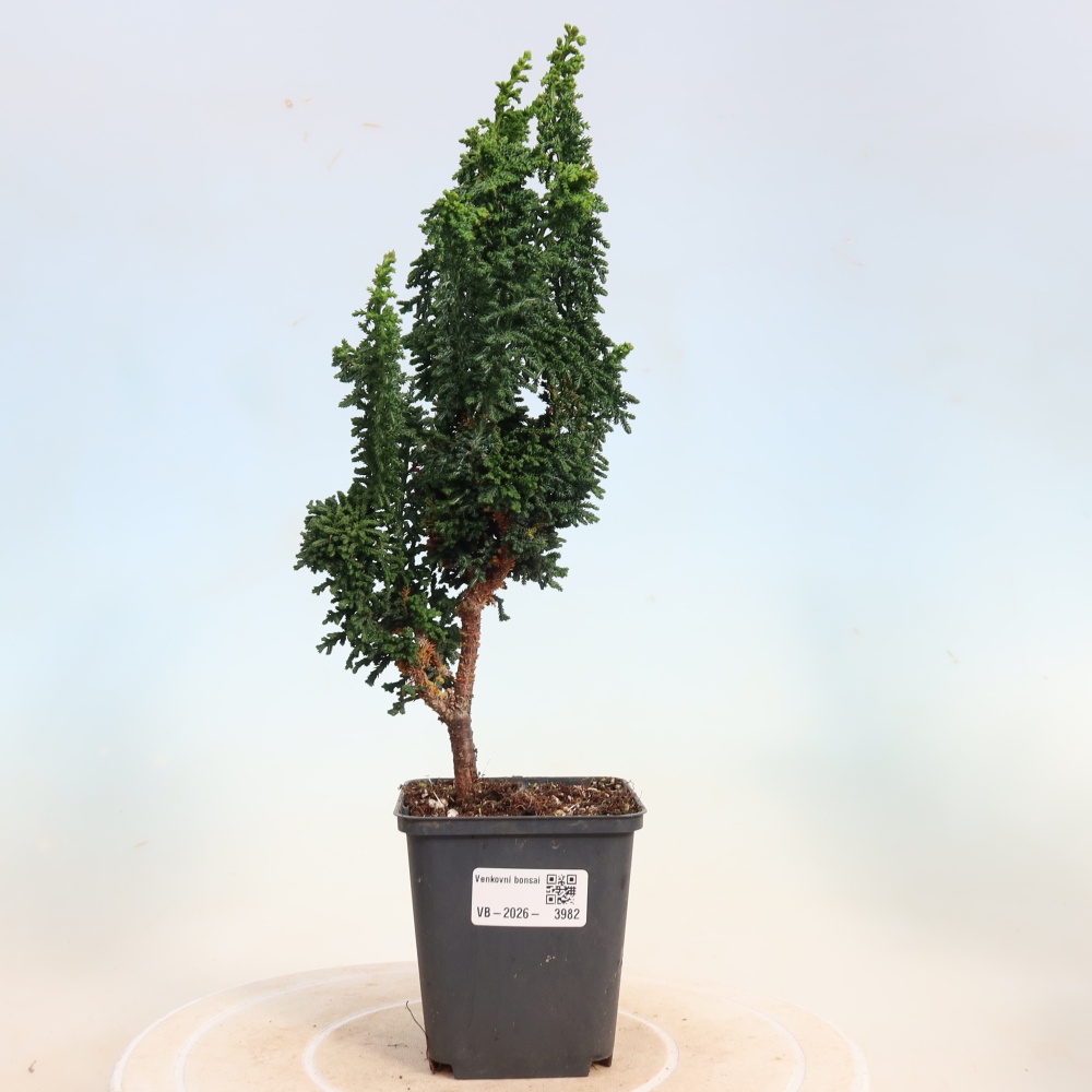 Kültéri bonsai - Cham. obtusa SEKKA HINOKI - Cifra ciprus