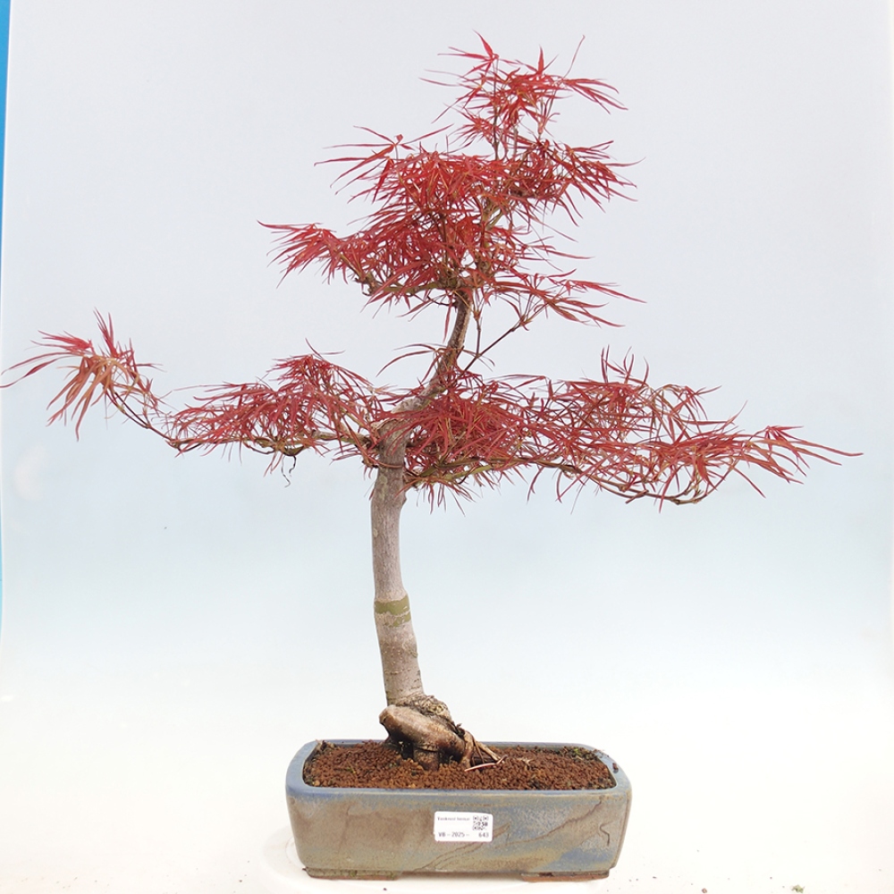 Kültéri bonsai - Acer palmatum RED PYGMY
