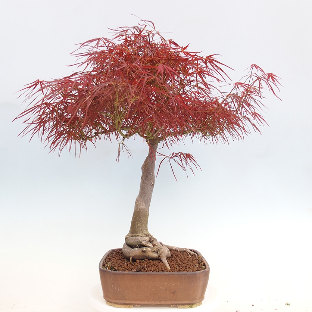 Kültéri bonsai - Acer palmatum RED PYGMY