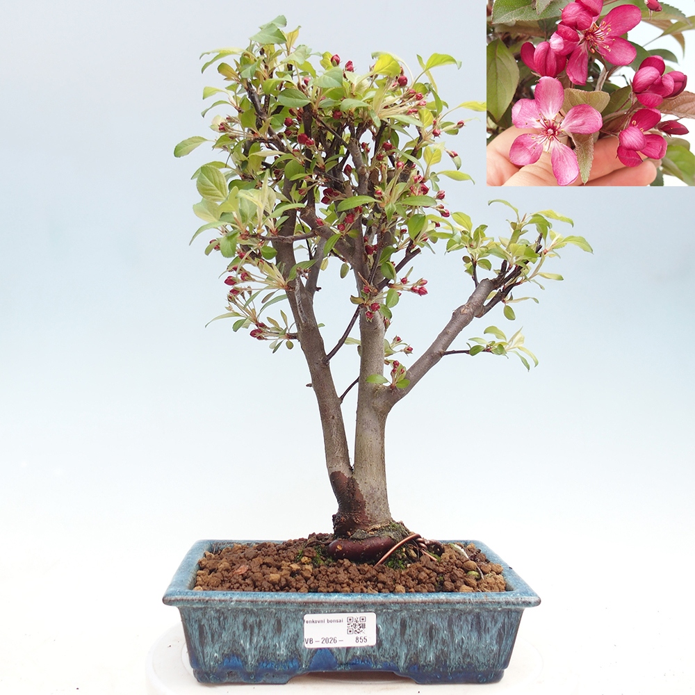 Kültéri bonsai -Malus domestica - Kis gyümölcsű piros levelű almafa