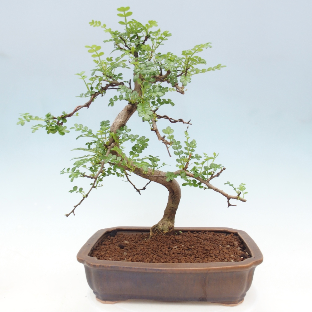 Szobai bonsai - Zantoxylum piperitum - borsfa