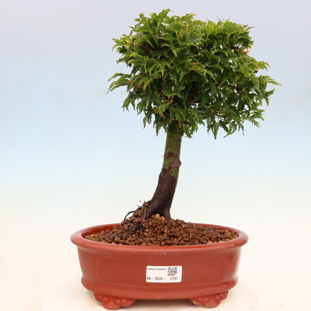 Kültéri bonsai -Javor pálma Acer palmatum Shishigashira