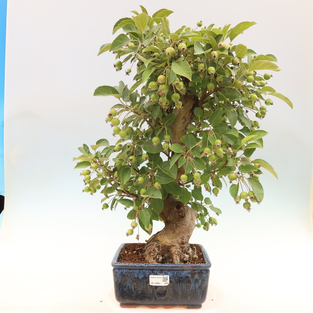 Kültéri bonsai -Malus halliana - Kis gyümölcsű almafa