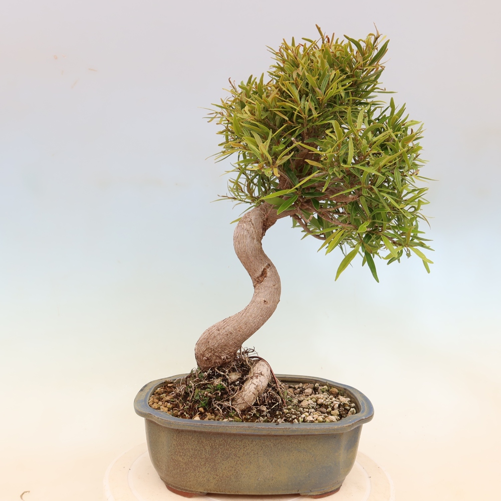Szobai bonsai - Ficus nerifolia - kislevelű fikusz
