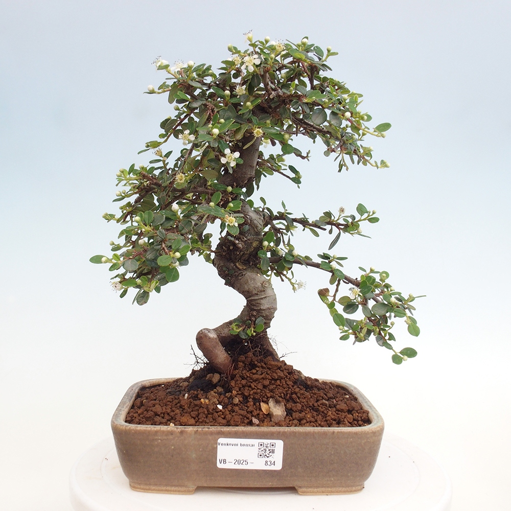 Kültéri bonsai-Cotoneaster dammeri - Damer's Rock