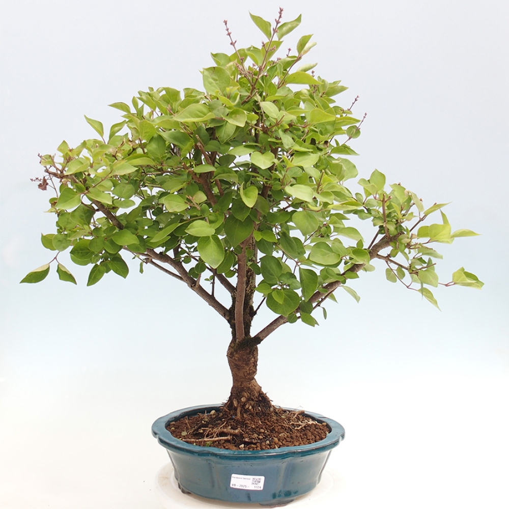 Kültéri bonsai - Syringa Meyeri Palibin - Meyer's Lilac