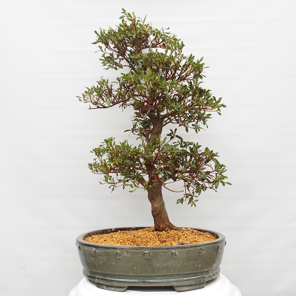 Kültéri bonsai - japán azálea - Azálea CHIHIRO