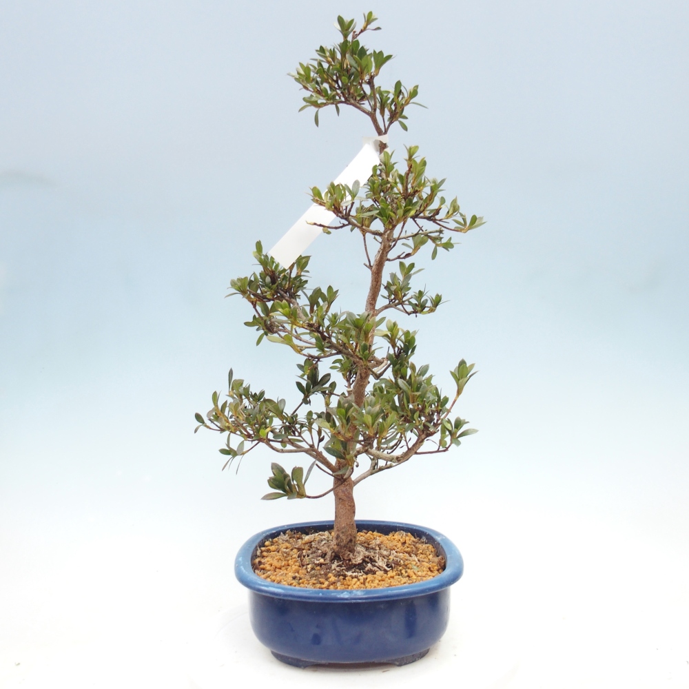 Kültéri bonsai - Japán azálea - Azálea Yoko