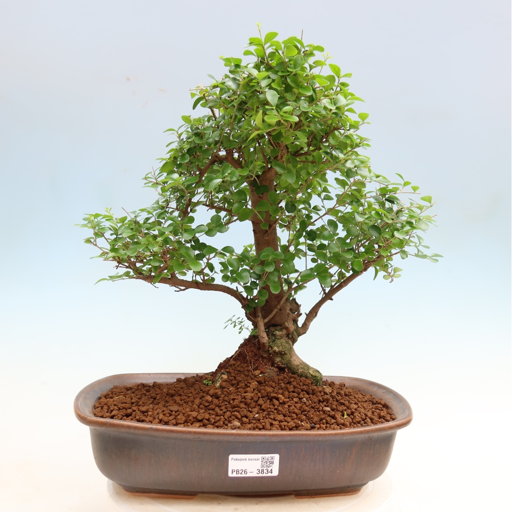 Szobai bonsai -Ligustrum retusa - kislevelű madárcsőrű