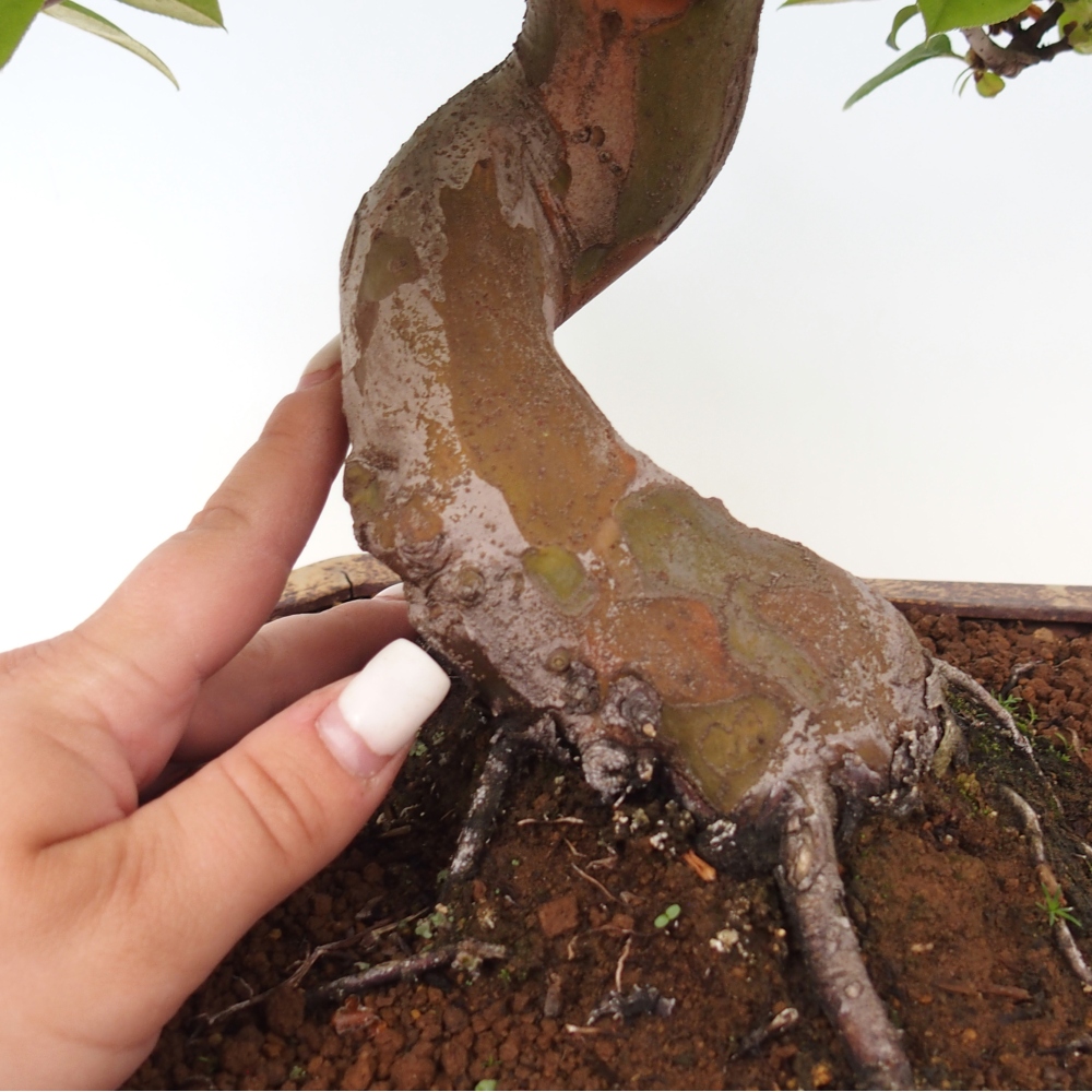 Kültéri bonsai - Pseudocydonia sinensis - kínai birs