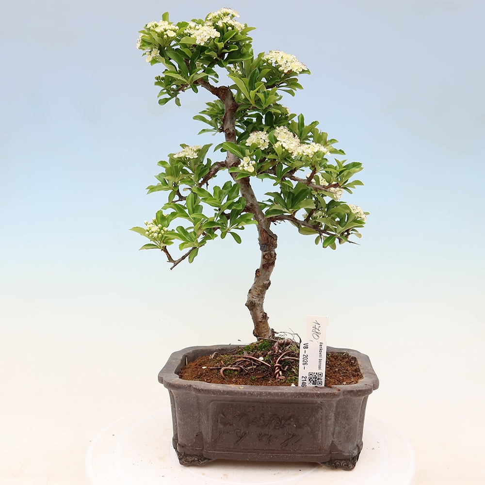 Kültéri bonsai – Pyracantha teton – Vörös tűszem