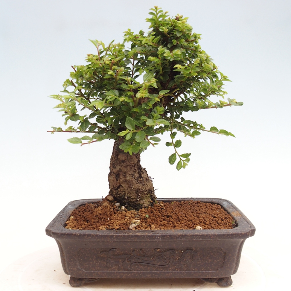 Kültéri bonsai - Ulmus parvifolia Hokkaido - Kínai szil - Ulmus parvifolia Hokkaido
