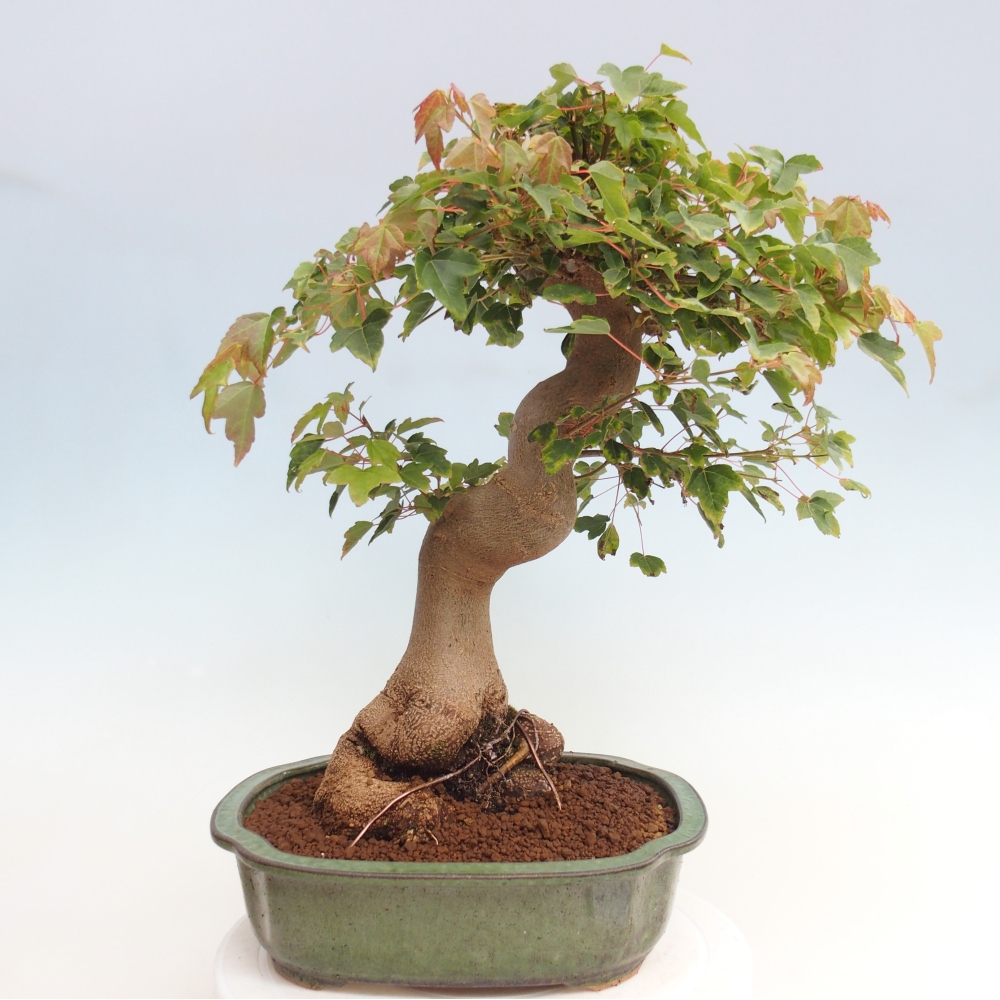 Kültéri bonsai - Acer Buergerianum - Burger juhar