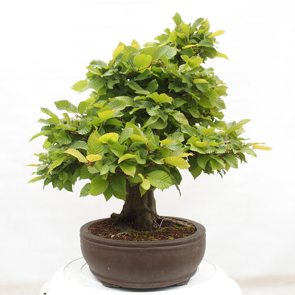 Kültéri bonsai - gyertyán - Carpinus betulus