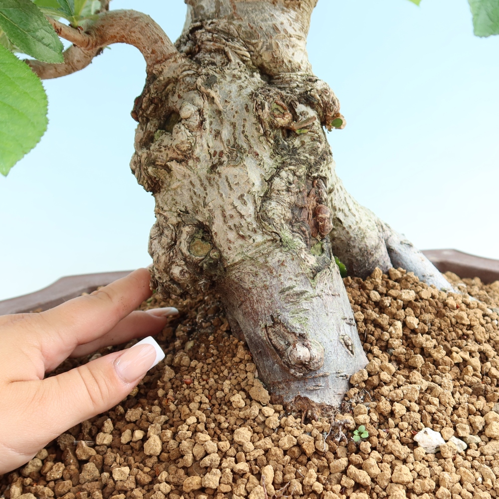 Kültéri bonsai - Photinia villosa