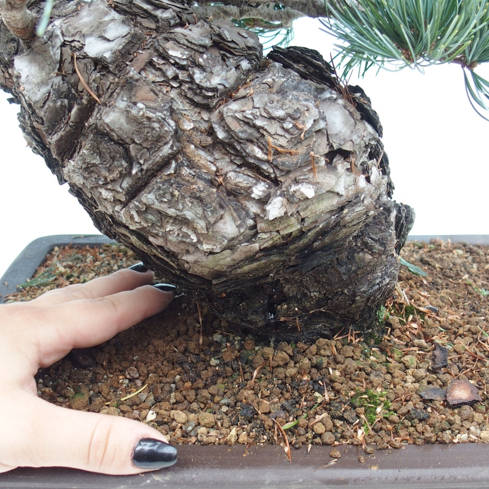 Kültéri bonsai - Pinus parviflora - Pinus parviflora