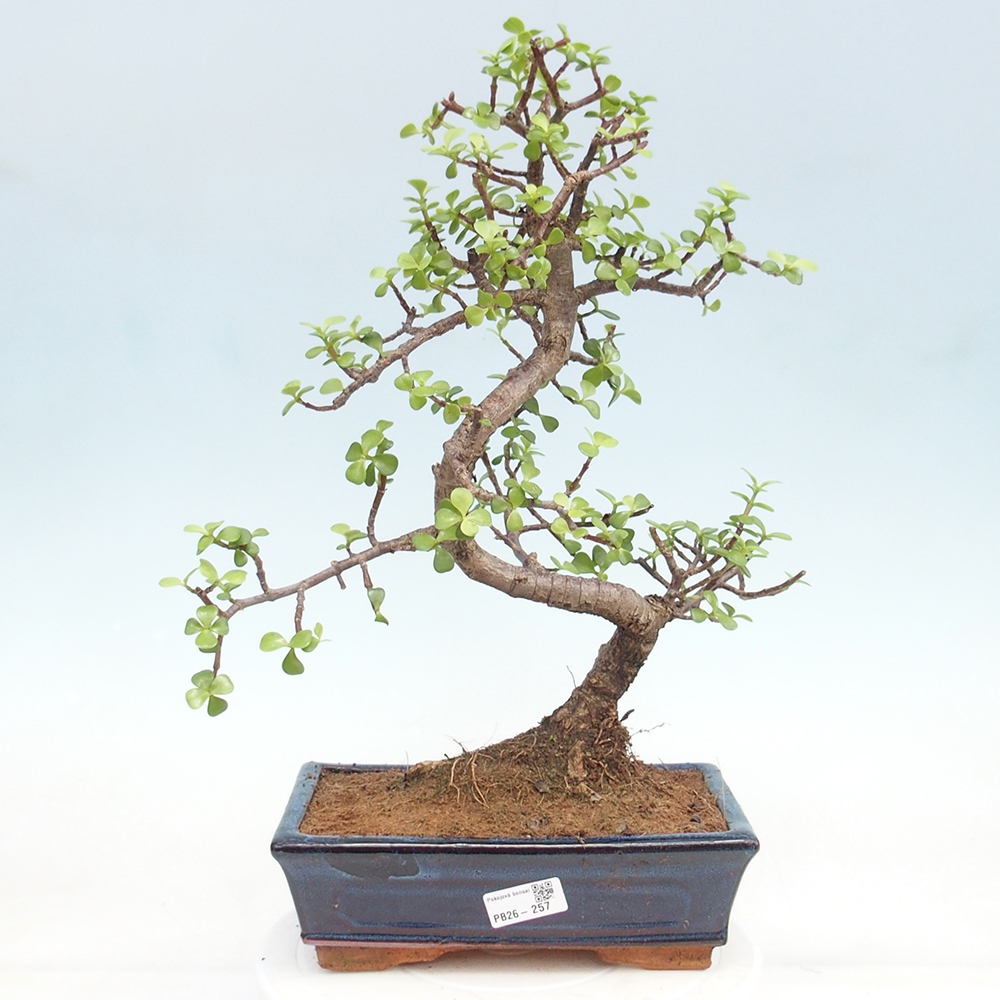 Szoba bonsai - Portulakaria Afra - Tlustice