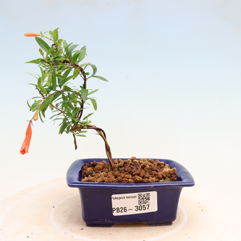 Szobai bonsai-PUNICA granatum nana-gránátalma