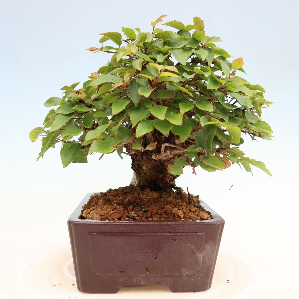 Kültéri bonsai -Carpinus Coreana - Koreai gyertyánfa