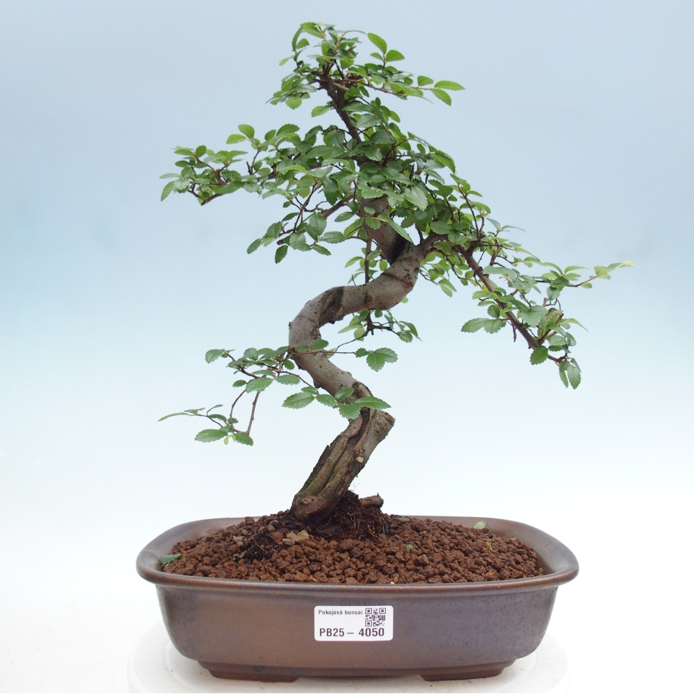 Szobai bonsai - Ulmus parvifolia - Kislevelű szilfa