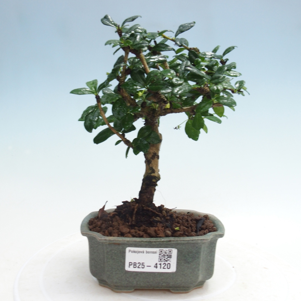 Szobai bonsai - Carmona macrophylla - Tea fuki