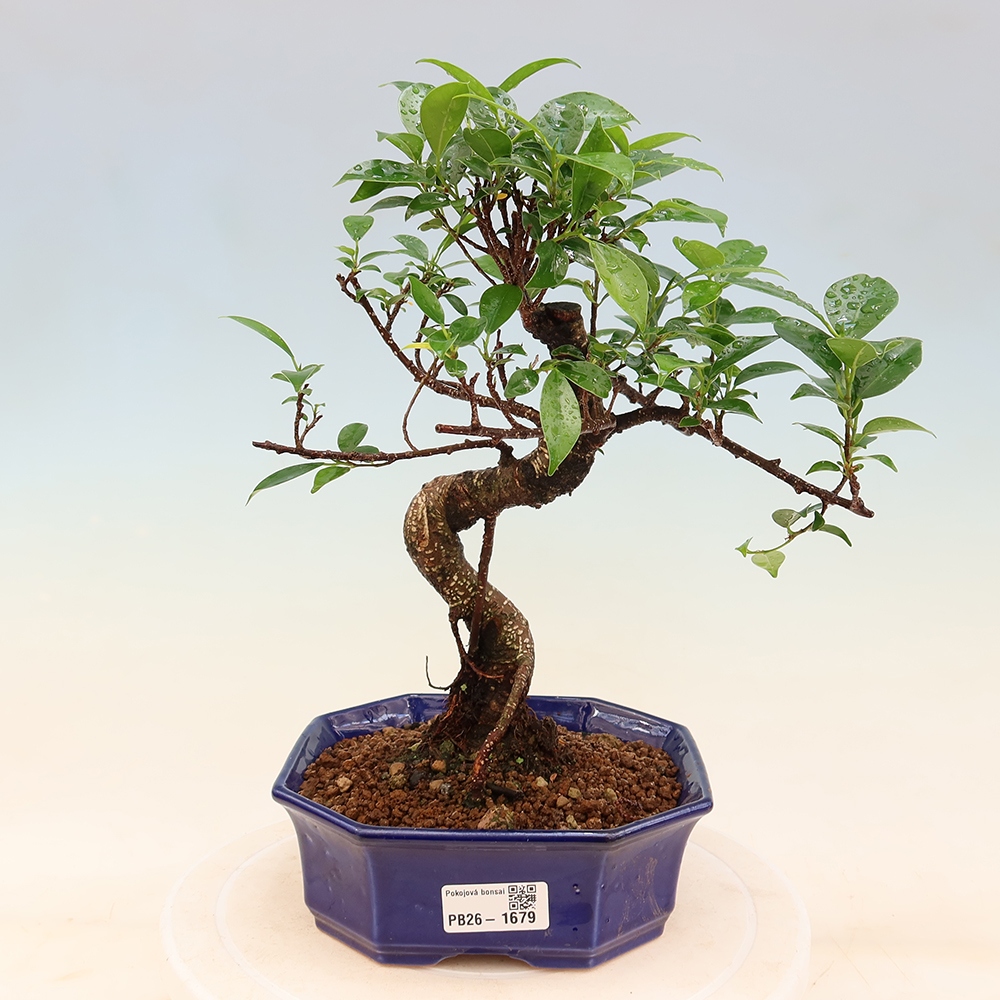Szobai bonsai - Ficus retusa - kislevelű fikusz