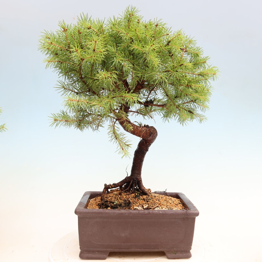 Kültéri bonsai – Szürke lucfenyő – Picea glauca globe