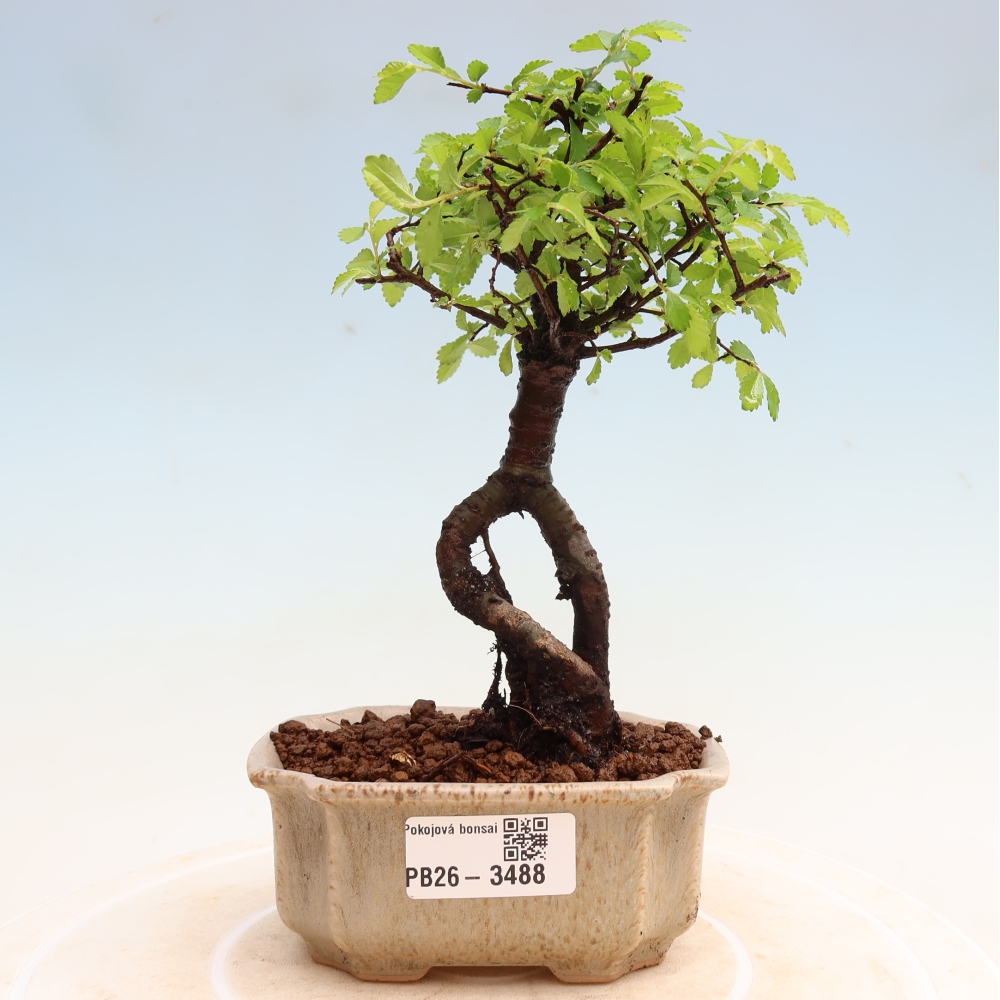 Szobai bonsai - Ulmus parvifolia - Kislevelű szilfa