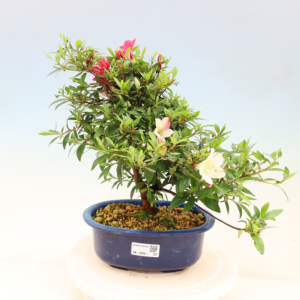 Kültéri bonsai - Japán azálea - Azalea Suigootome