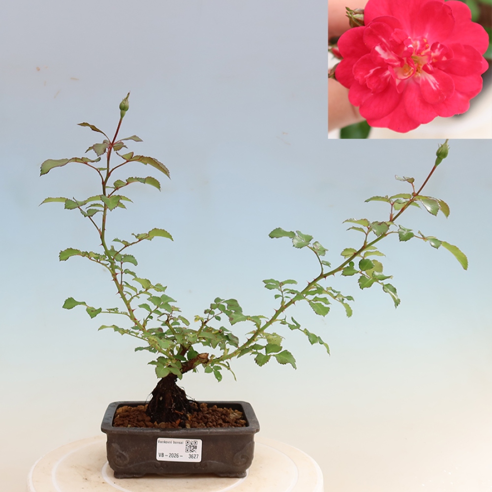 Kültéri bonsai - Rosa Kordes - rózsa