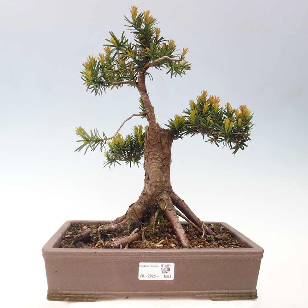 Kültéri bonsai - Taxus cuspidata - japán tiszafa