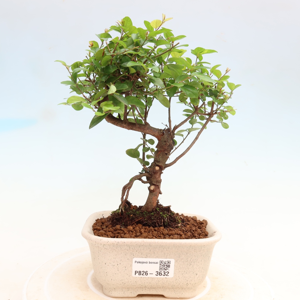 Szobai bonsai - Sageretia thea - Sageretia thea