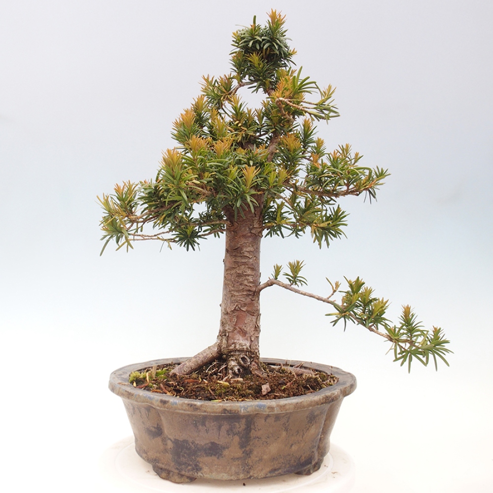 Kültéri bonsai - Taxus cuspidata - japán tiszafa
