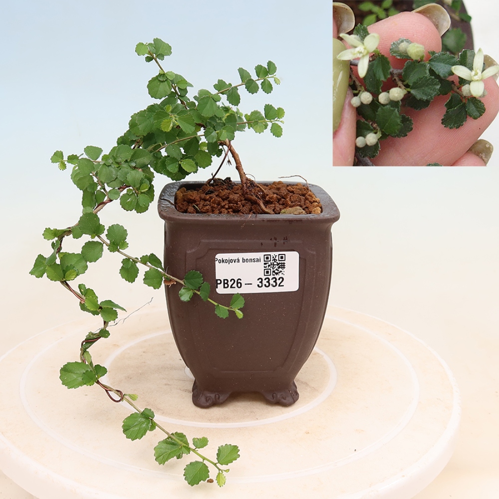 Szobai bonsai - Grewia sp. - Grewia malafolia