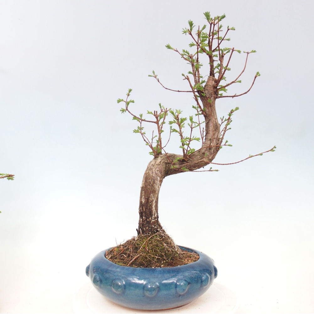 Kültéri bonsai - Metasequoia glyptostroboides - Kínai metasequoia