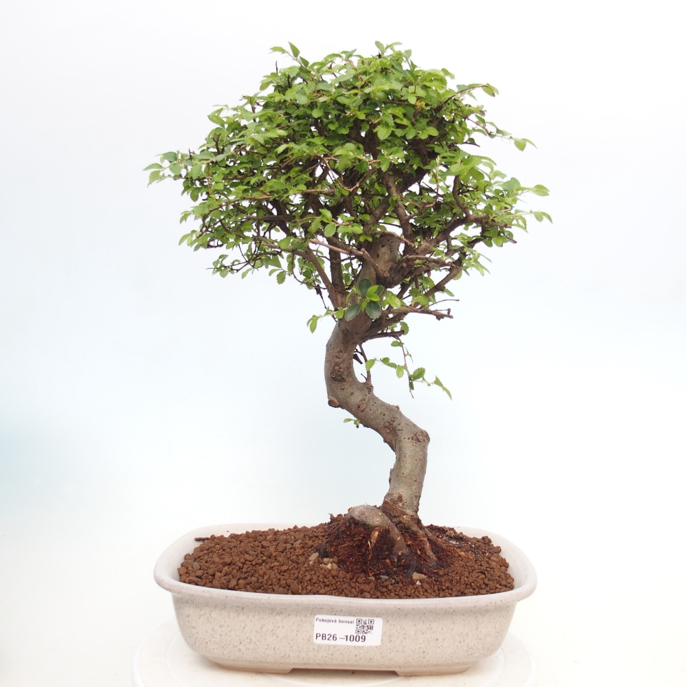 Szobai bonsai - Ulmus parvifolia - Kislevelű szilfa