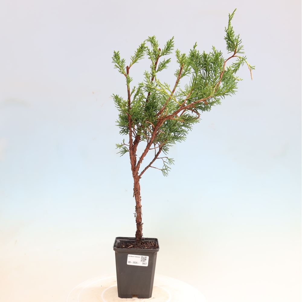 Kültéri bonsai - Juniperus chinensis Kishu
