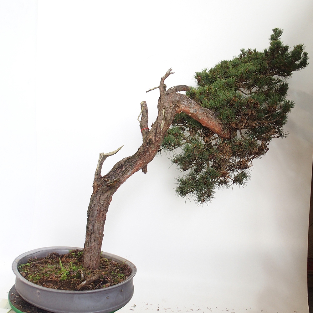Yamadori - Pinus sylvestris Spanyolország