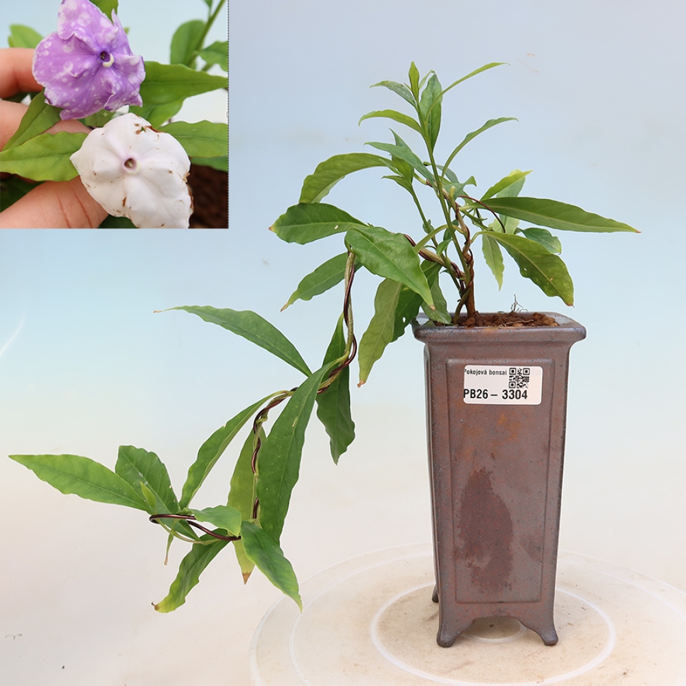 Szobabonsai – Costa-jázmin – Brunfelsia
