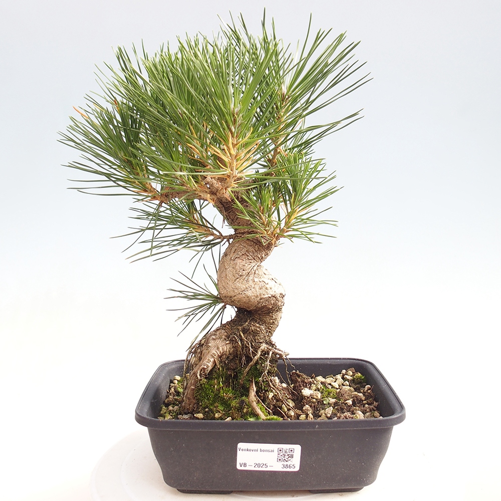 Kültéri bonsai - Pinus thunbergii - Thunberg fenyő
