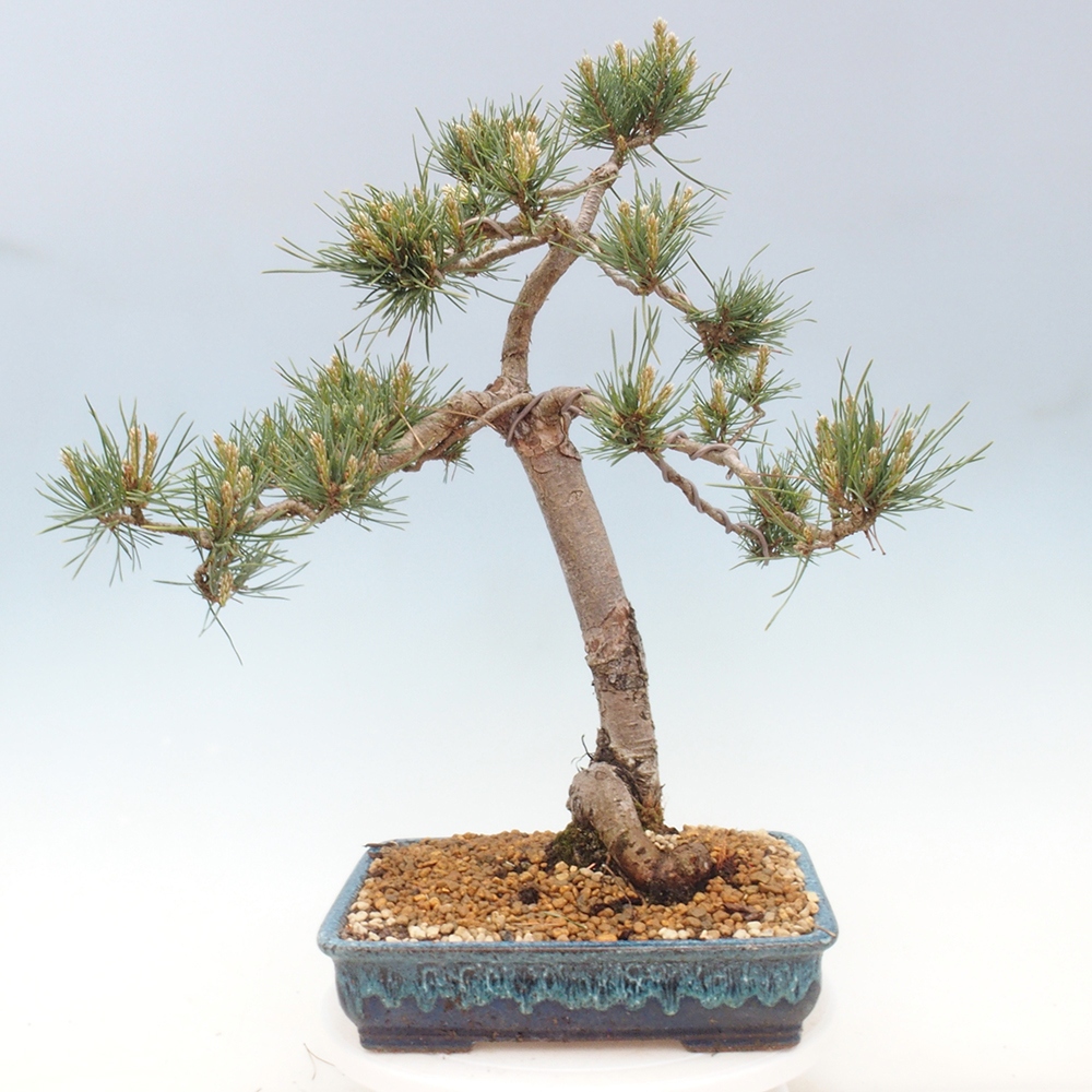 Kültéri bonsai - Pinus Sylvestris Watererri - erdeifenyő