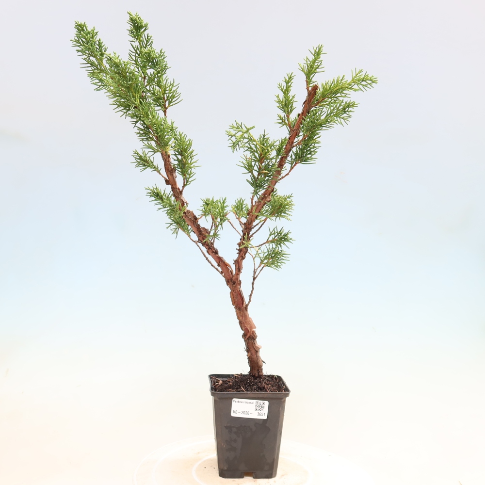 Kültéri bonsai - Juniperus chinensis Kishu