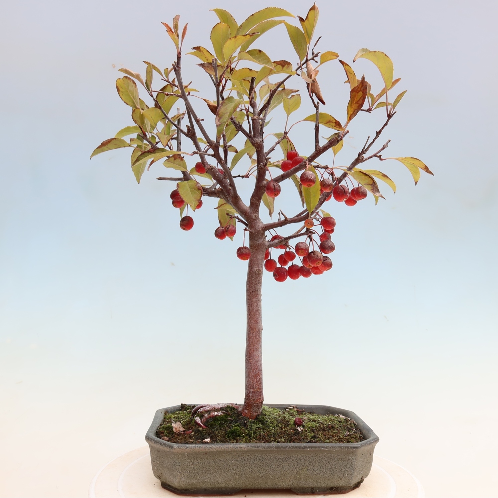 Kültéri bonsai -Malus domestica - Kis gyümölcsű piros levelű almafa